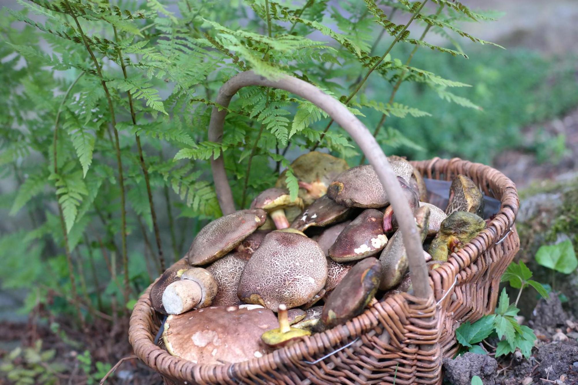 Harzer Feriengarten Quedlinburg Zewnętrze zdjęcie